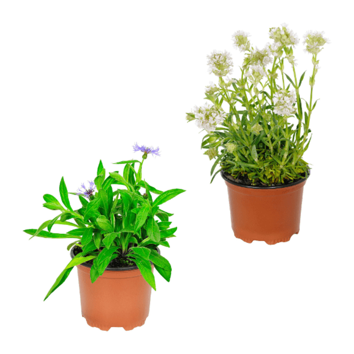 Bild 1 von GARDENLINE Stauden-Frühjahrssortiment