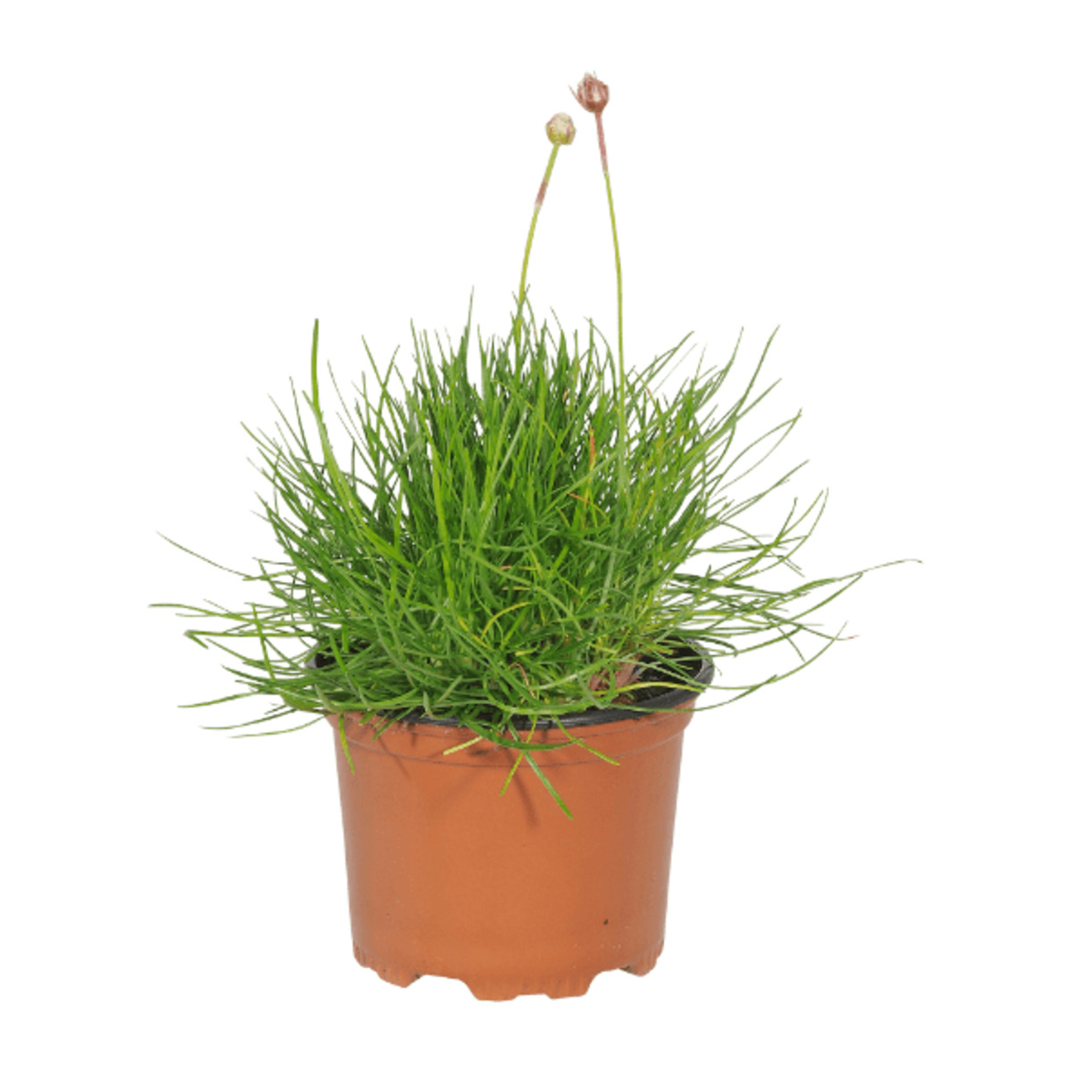 Bild 2 von GARDENLINE Stauden-Frühjahrssortiment