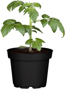 Solanum lycopersicum Fleischtomate 10,5 cm Topf