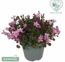 Bild 1 von Glockenblume Campanula pink H 25 cm 10,5 cm Topf