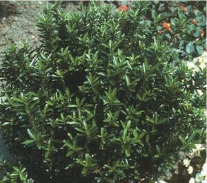 Euonymus japonicus japanischer Spindelstrauch Microphyllus grün 13 cm Topf