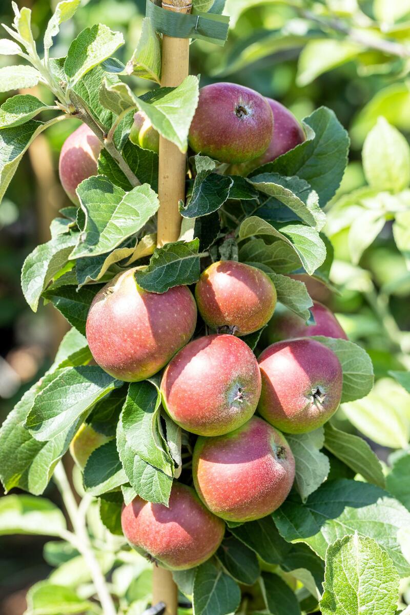 Bild 1 von Stadt Ernte Bio Obstbaum Apfel Prinz Albrecht H 150 cm 29 cm Topf