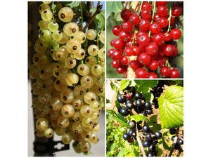 Johannisbeer-Säulen 3er Set - je 1 Pflanze rote, weiße und schwarze Früchte