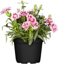 Bild 1 von Nelken Dianthus Sondersorten H 20 - 30 cm 15 cm Topf