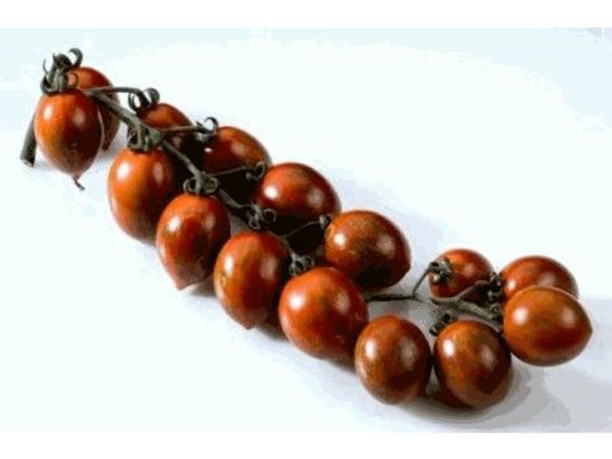 Bild 1 von Datteltomate gestreift Cookie 10,5 cm Topf