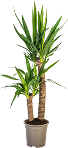 Palmlilie Yucca H ca 80 cm 18 cm Topf