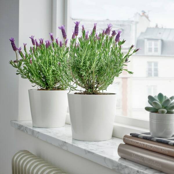Bild 1 von LAVANDULA  Pflanze, Lavendel 15 cm