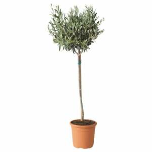 OLEA EUROPAEA  Pflanze, Olivenbaum/Stamm 22 cm