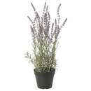 Bild 1 von FEJKA  Topfpflanze, künstlich, drinnen/draußen/Lavendel lila 12 cm