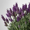 Bild 3 von LAVANDULA  Pflanze, Lavendel 15 cm