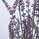 Bild 4 von FEJKA  Topfpflanze, künstlich, drinnen/draußen/Lavendel lila 12 cm
