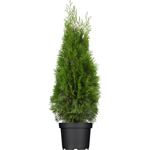 OBI Lebensbaum "Smaragd" Höhe ca. 60 - 80 cm Topf ca. 5 l  Thuja