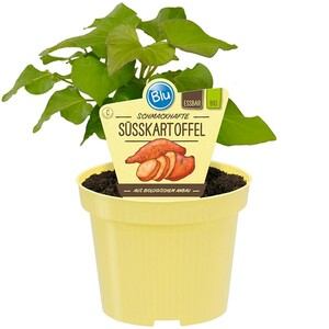 Blu Süßkartoffel Topf-Ø ca. 12 cm
