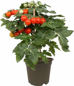 Gemüsepflanze 12 cm Topf