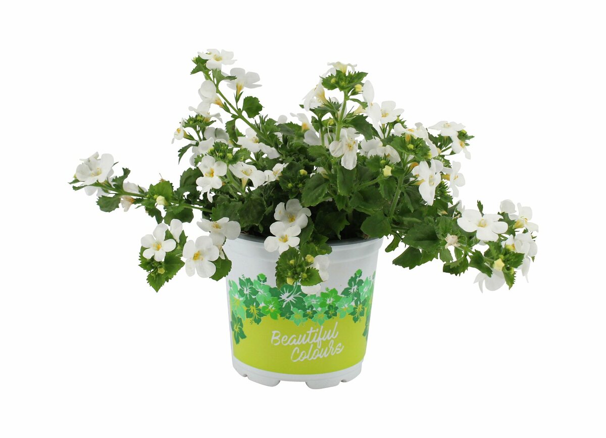 Bild 1 von Bacopa  im 10,5 cm Topf