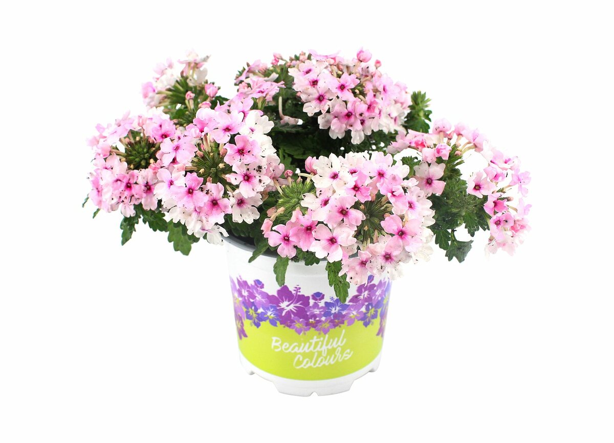 Bild 1 von Verbena  im 10,5 cm Topf