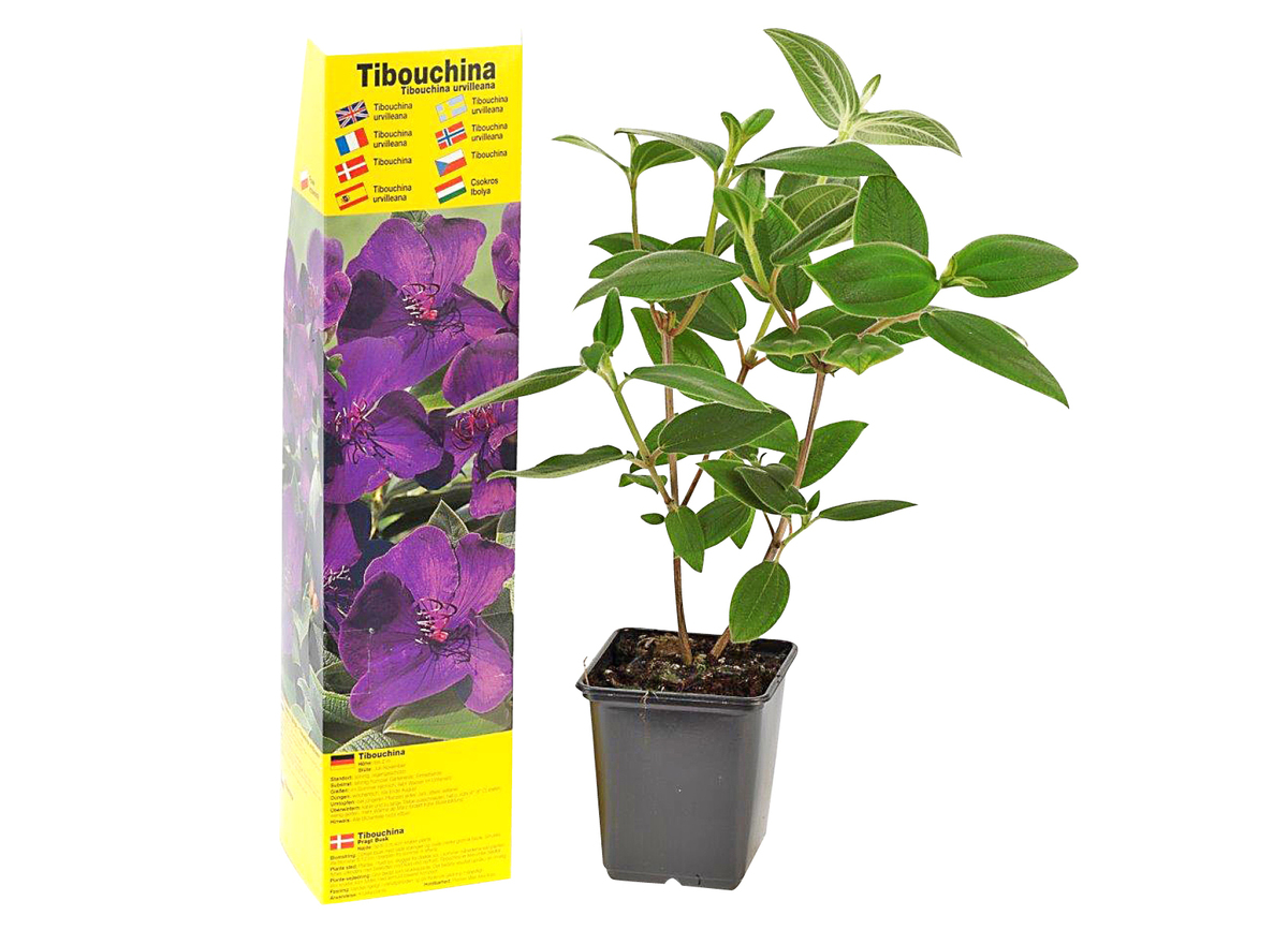 Kübel und Mediterrane Pflanzen von Thomas Philipps ansehen!