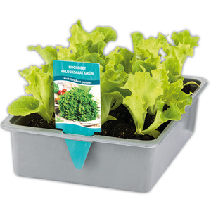 Hochbeet-Salat-/ Gemüsepflanzen Mix