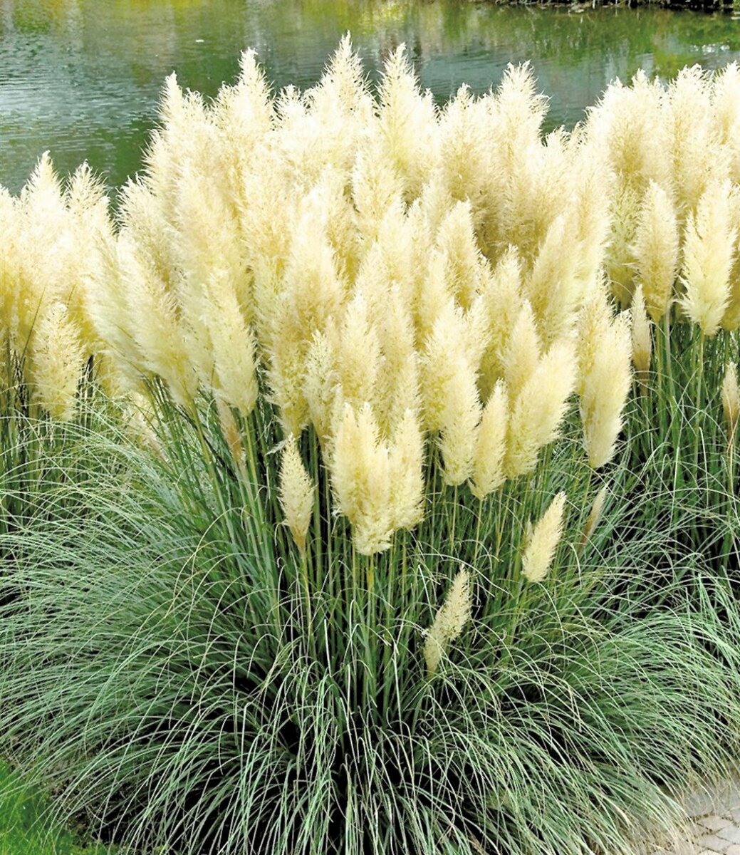 Bild 1 von Pampasgras  17 cm Topf