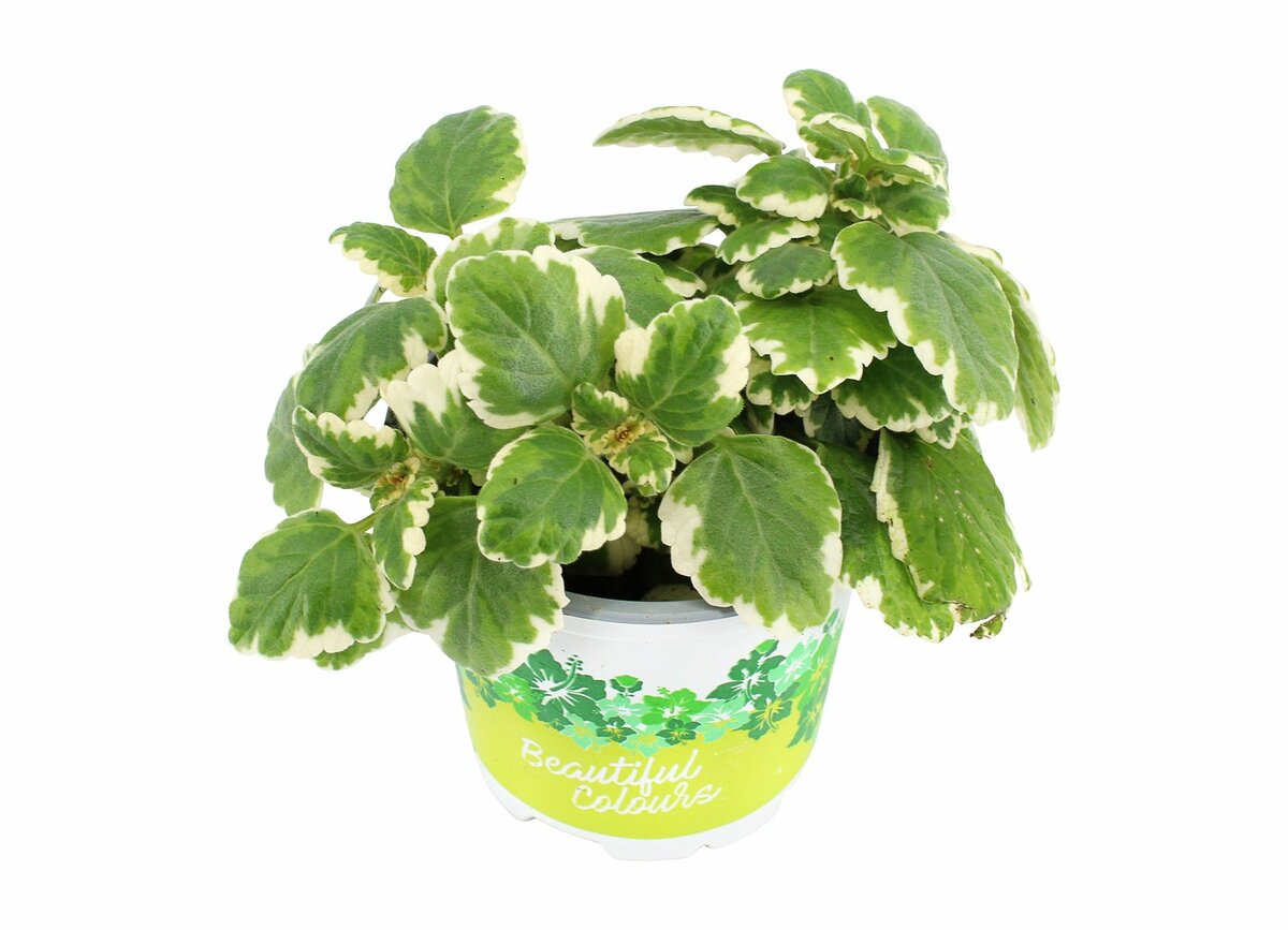 Bild 1 von Plectranthus  im 10,5 cm Topf