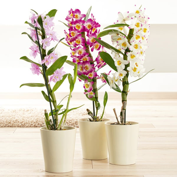 Bild 1 von Dendrobium nobile