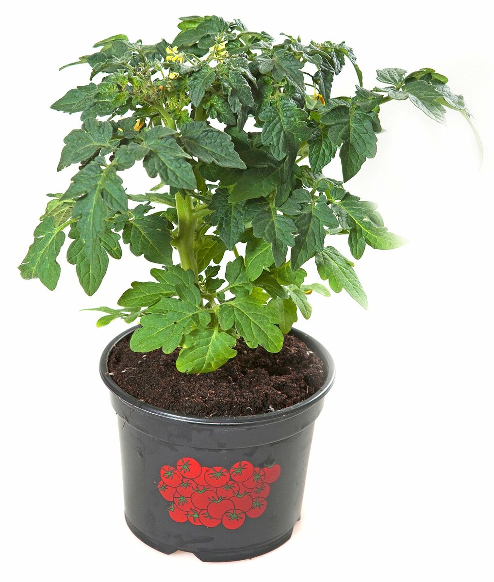 Bild 1 von Gemüsepflanzen Tomaten in versch. Sorten