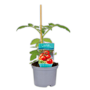 Krautfäule-Resistente Tomaten