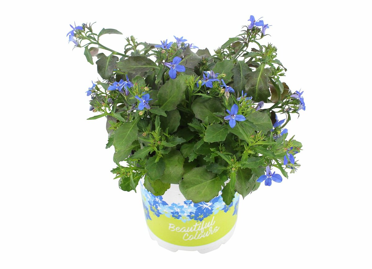 Bild 1 von Lobelie im 10,5 cm Topf