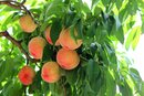 Bild 1 von Zwergobstbäume Kirsche süß oder sauer Apfel