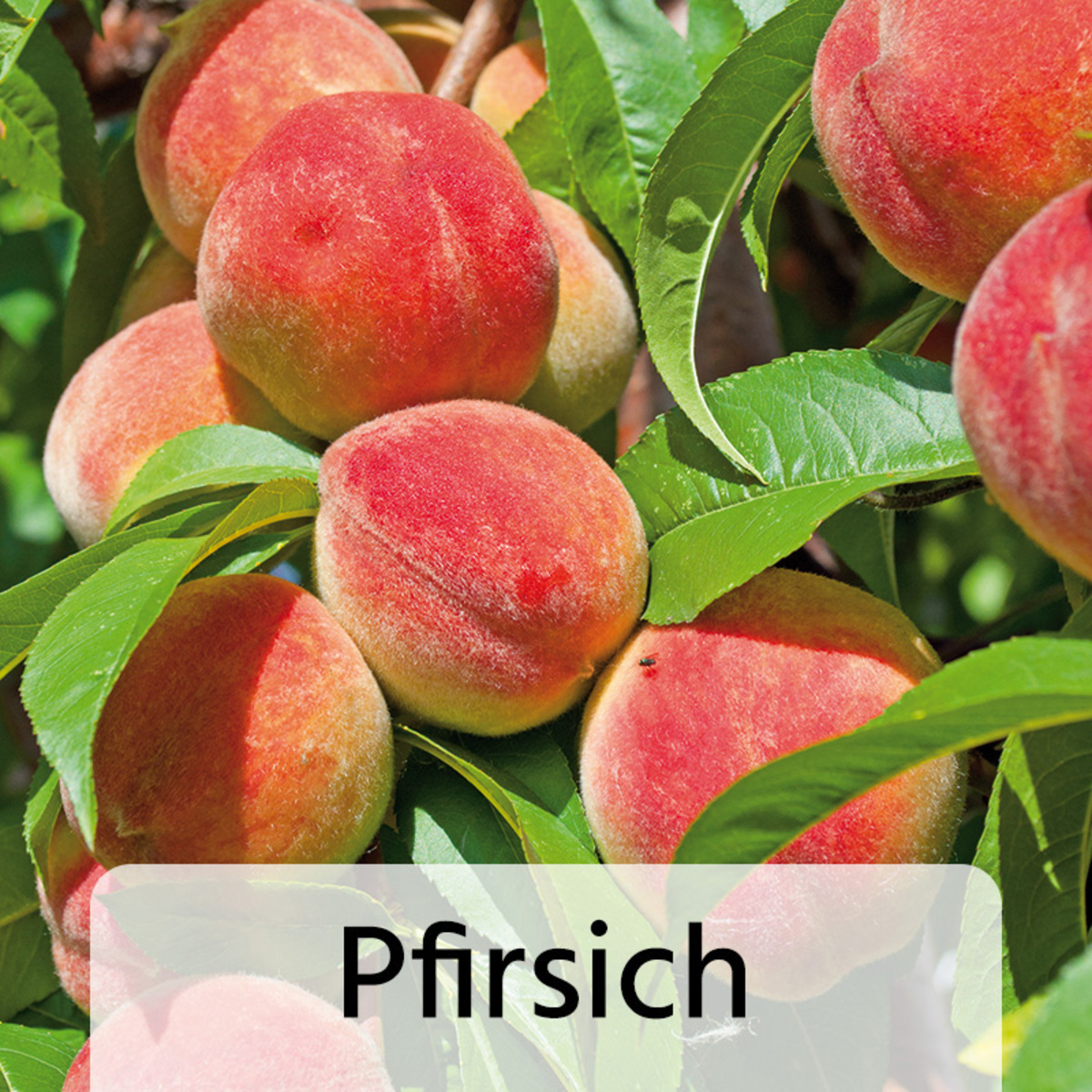 Bild 4 von Zwergobstbaum