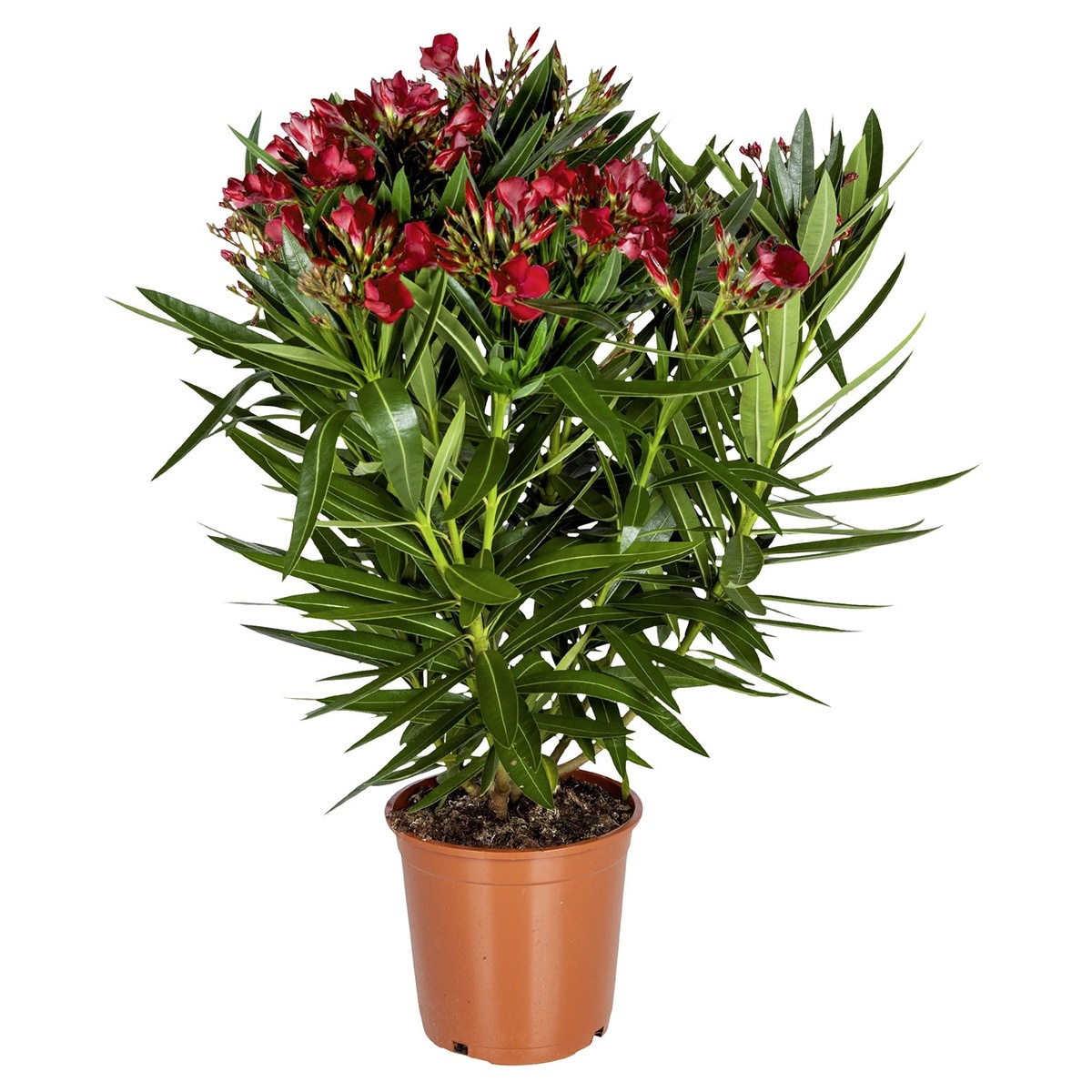 Bild 2 von GARDENLINE Oleander-Busch