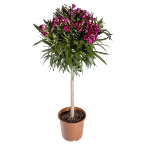 GARDENLINE Oleander oder Obstpflanze