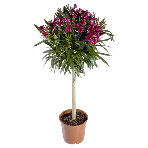 Bild 1 von GARDENLINE Oleander oder Obstpflanze