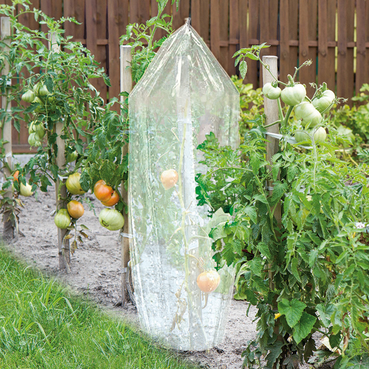 Bild 1 von Powertec Garden Tomaten-Reifehaube