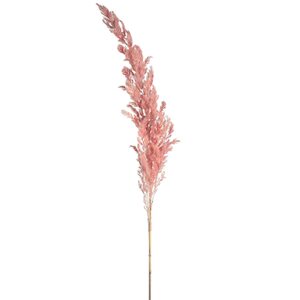 Trockenblume Pampasgras, L:90cm, rosa