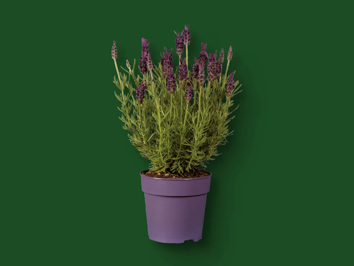 Bild 1 von Lavendel stoechas, 
         Topf