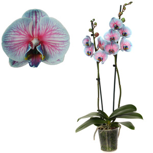 toom Schmetterlingsorchidee 'Royal Bubblegum' 2 Rispen blau/pink 12 cm Topf