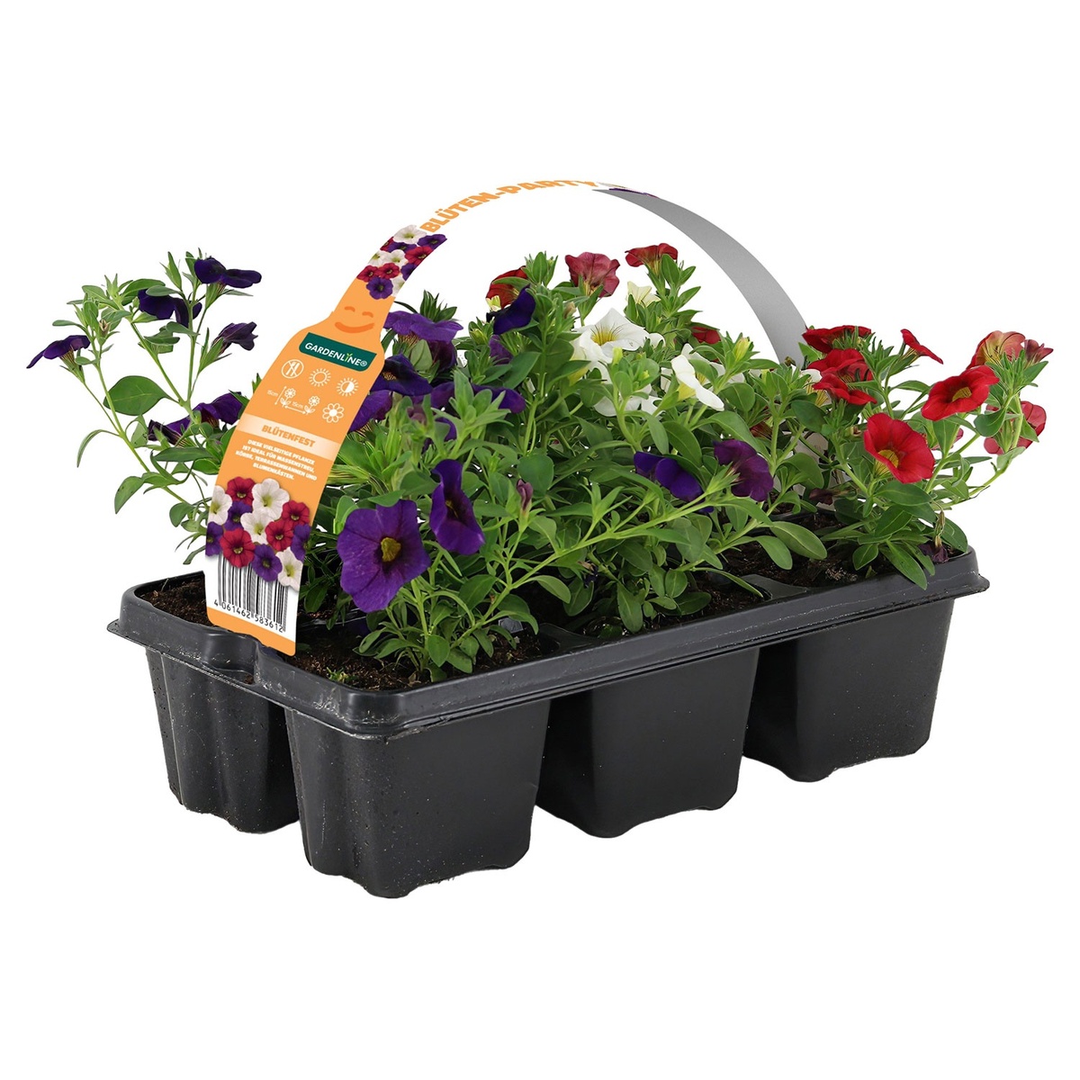 Bild 2 von GARDENLINE Beet- und Balkonpflanzen, Ton in Ton, 6er-Tray