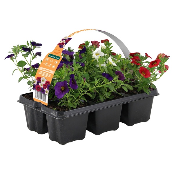 Bild 2 von GARDENLINE Beet- und Balkonpflanzen, Ton in Ton, 6er-Tray