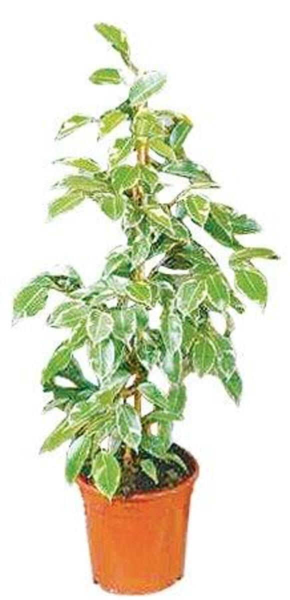 Bild 2 von Zimmerpflanzen