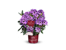 Bild 1 von Rhododendron hybrid Easydendron H 30 - 40 cm 5 L Container