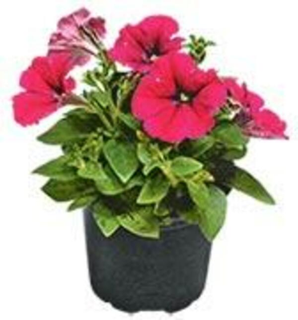 Beet & Balkon Pflanzen von REPOMarkt ansehen!
