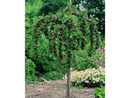 Bild 2 von Stachelbeer-Stamm »Hinnonmäki®«, winterhart, mehrjährig, 1 Pflanze, 150 cm Wuchshöhe