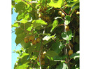 Bild 2 von Kiwi »Hayward« und »Atlas«, 2 Kletterpflanzen, süß-säuerlich, saftig, reich an Vitamin-C
