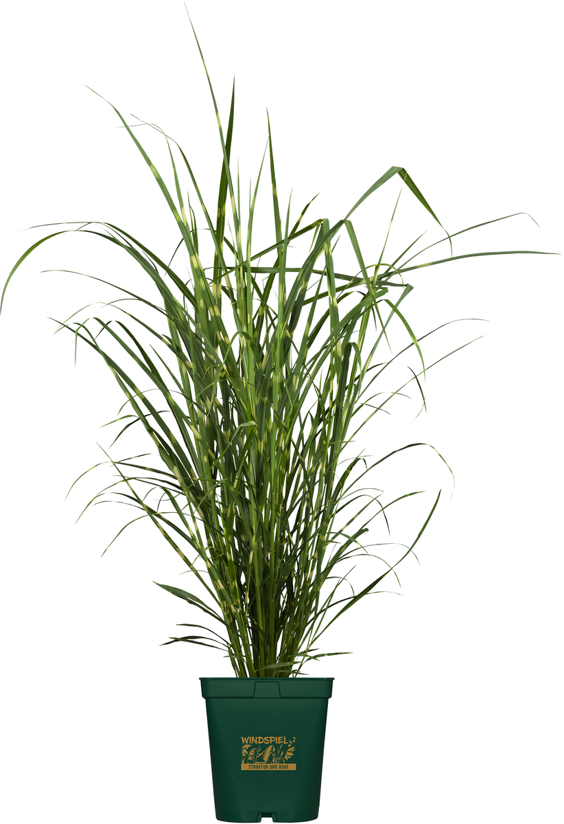Bild 1 von Gräser Windspiel 23 cm Topf