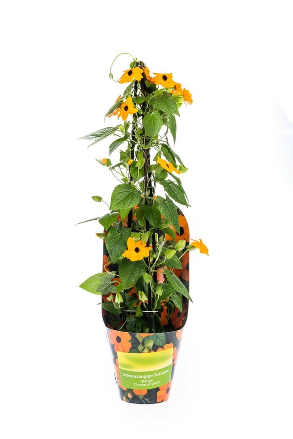 Bild 1 von Schwarzäugige Susanne Thunbergia alata Sunny Susy New Orange 13 cm Topf