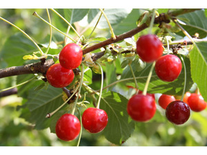 Sauerkirsche »Achat«, Obstbaum, wurzelecht, winterhart, mehrjährig, selbstfruchtbar