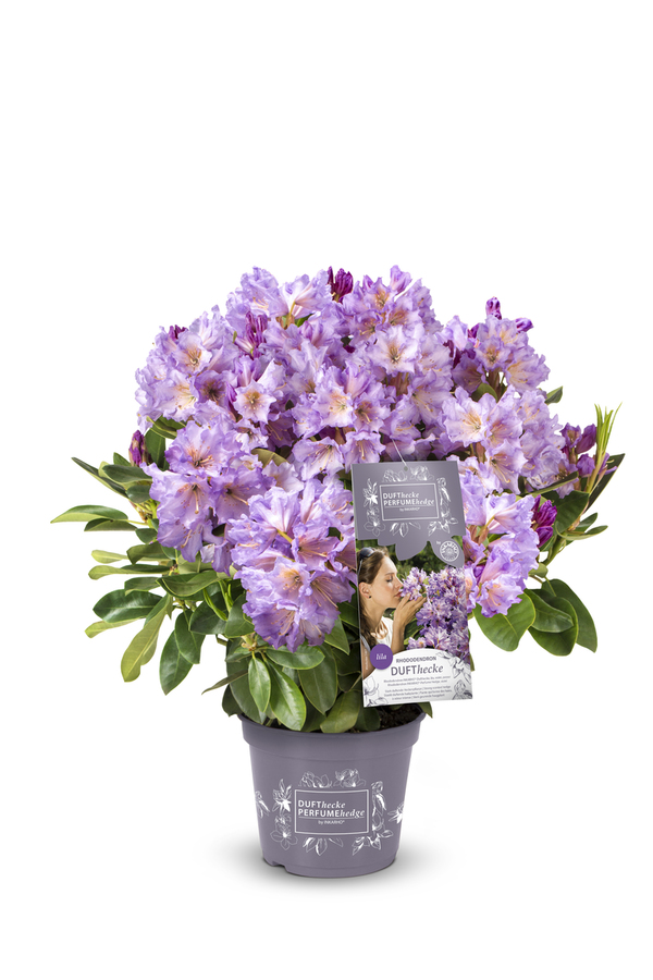 Bild 1 von Rhododendron INKARHO ® lila Dufthecke 5 l Container