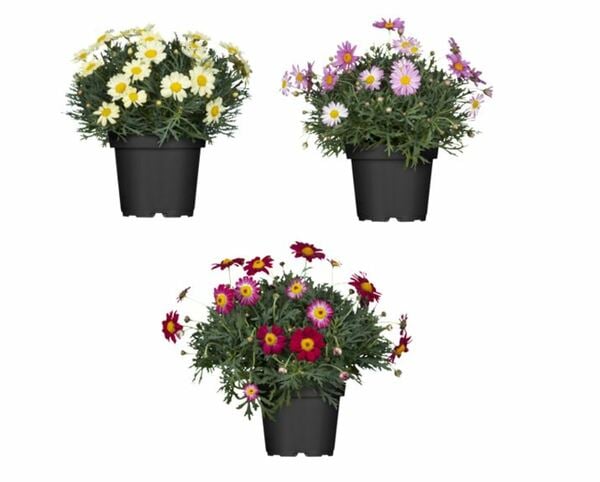 Bild 1 von Strauchmargerite Argyranthemum frutescens H 30 - 100 cm 10,5 cm Topf