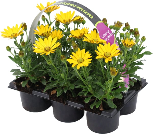 Bild 1 von Kapkörbchen Osteospermum 6er Pack